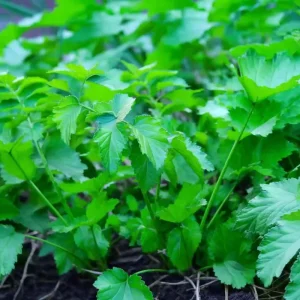 Parsnip Seeds - Heirloom Vegetable Seeds, Sweet Root, 200 Count for Outdoor Garden - Image 3