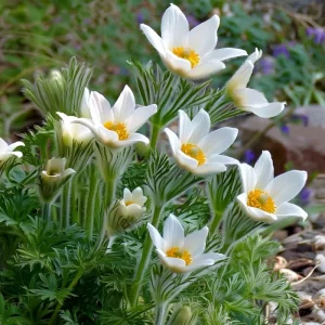 Pasque Flower Seeds (Anemone patens wolfgangiana) - 20 Heirloom Seeds for Garden - Image 2