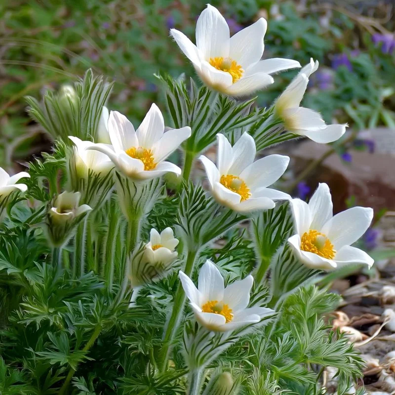 Pasque Flower Seeds (Anemone patens wolfgangiana) - 20 Heirloom Seeds for Garden - Image 2