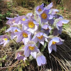 Pasque Flower Seeds (Anemone patens wolfgangiana) - 20 Heirloom Seeds for Garden - Image 3