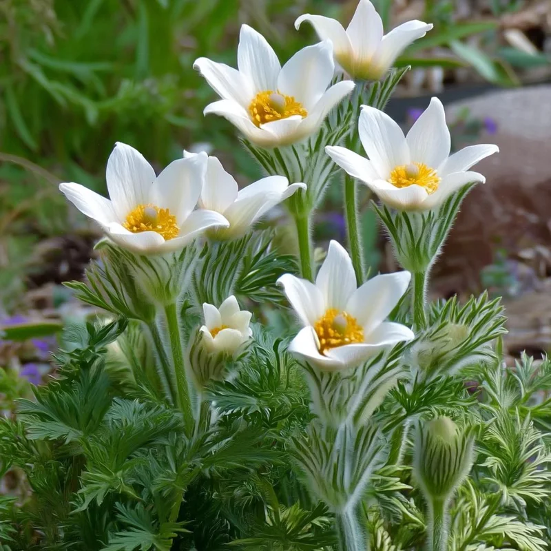 Pasque Flower Seeds (Anemone patens wolfgangiana) - 20 Heirloom Seeds for Garden - Image 4