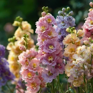 Pastel Mix Stock Flower Seeds - 25 ct, Edible, Sweet-Scented Blooms - Image 4