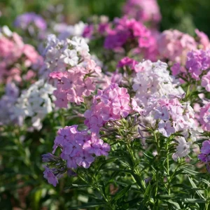 Pastel Phlox Seeds Mix – 300 Annual Flower Seeds for Cottage Gardens - Image 2