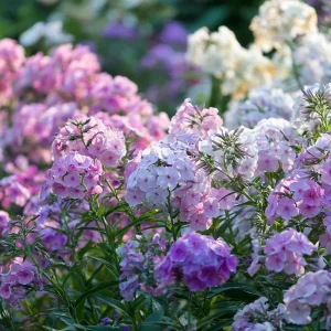 Pastel Phlox Seeds Mix – 300 Annual Flower Seeds for Cottage Gardens - Image 3
