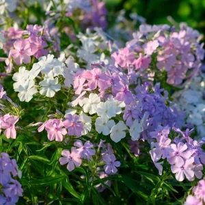 Pastel Phlox Seeds Mix – 300 Annual Flower Seeds for Cottage Gardens - Image 4