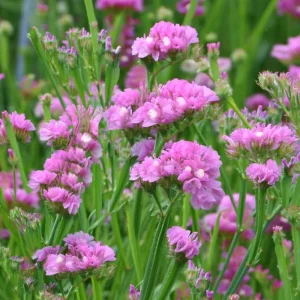 Pastel Shades Statice Flower Seeds - 50 Count for Dried Blooms & Pollinators - Image 2