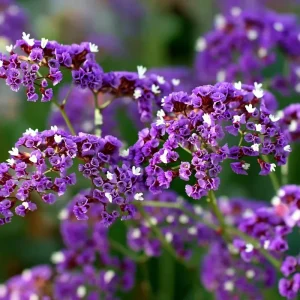 Pastel Shades Statice Flower Seeds - 50 Count for Dried Blooms & Pollinators - Image 3