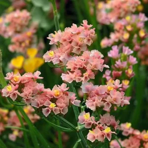 Pastel Shades Statice Flower Seeds - 50 Count for Dried Blooms & Pollinators - Image 4