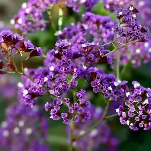 Pastel Shades Statice Flower Seeds - 50 Count for Dried Blooms & Pollinators - Image 5