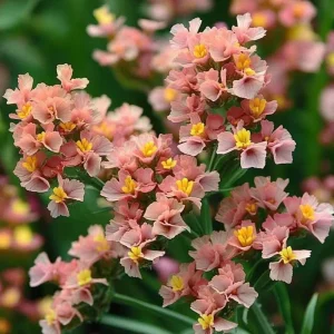 Pastel Shades Statice Flower Seeds - 50 Count for Dried Blooms & Pollinators - Image 6