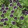 Penny Black Nemophila Seeds – Deep Purple-Black Flowers 50 Seeds – Compact Annual - Image 1