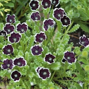Penny Black Nemophila Seeds – Deep Purple-Black Flowers 50 Seeds – Compact Annual - Image 1