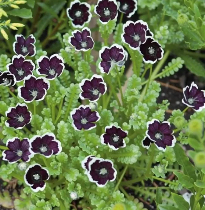 Penny Black Nemophila Seeds – Deep Purple-Black Flowers 50 Seeds – Compact Annual - Image 1