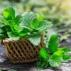 Peppermint Live Plant – Fresh Mint Herb – 4 Inch Pot – Indoor/Outdoor - Image 1