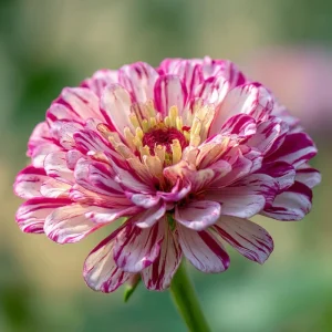 Peppermint Stick Zinnia Seeds - 25 Seed Mix, Heirloom, Vibrant Red & White Blooms, Outdoor - Image 3