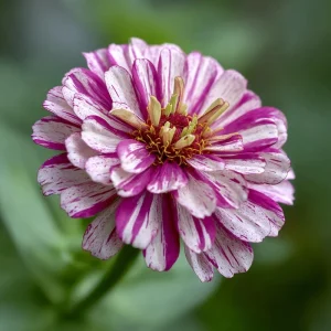 Peppermint Stick Zinnia Seeds - 25 Seed Mix, Heirloom, Vibrant Red & White Blooms, Outdoor - Image 4
