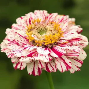 Peppermint Stick Zinnia Seeds - 25 Seed Mix, Heirloom, Vibrant Red & White Blooms, Outdoor - Image 5
