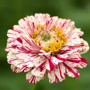 Peppermint Stick Zinnia Seeds - 25 Seed Mix, Heirloom, Vibrant Red & White Blooms, Outdoor - Image 6