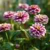 Peppermint Stick Zinnia Seeds - 25 Seed Mix, Heirloom, Vibrant Red & White Blooms, Outdoor - Image 1