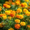 Petite French Marigold Seeds Mix - 300 Count Multi-Color Blooms for Garden & Containers - Image 1