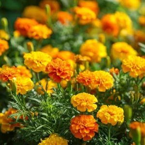 Petite French Marigold Seeds Mix - 300 Count Multi-Color Blooms for Garden & Containers - Image 1
