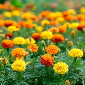 Petite French Marigold Seeds Mix - 300 Count Multi-Color Blooms for Garden & Containers - Image 4