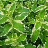 Pineapple Mint Live Plant, Variegated Herb, 4 Inch Pot, Indoor/Outdoor - Image 1