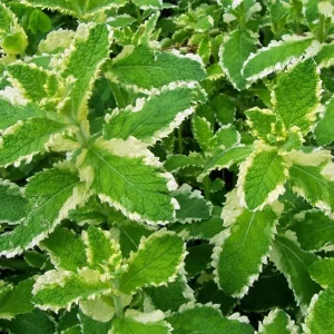 Pineapple Mint Live Plant, Variegated Herb, 4 Inch Pot, Indoor/Outdoor - Image 1