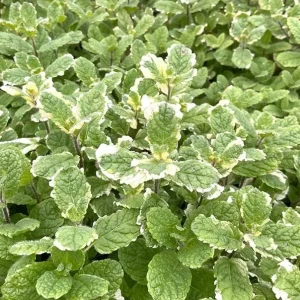 Pineapple Mint Live Plant, Variegated Herb, 4 Inch Pot, Indoor/Outdoor - Image 2