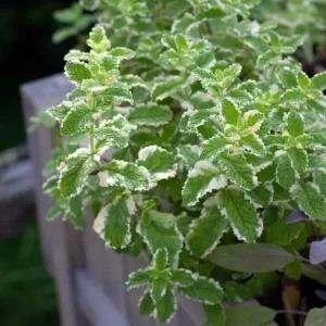 Pineapple Mint Live Plant, Variegated Herb, 4 Inch Pot, Indoor/Outdoor - Image 3