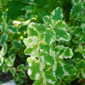 Pineapple Mint Live Plant, Variegated Herb, 4 Inch Pot, Indoor/Outdoor - Image 4