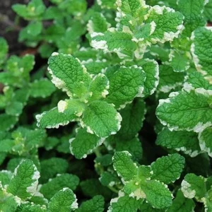 Pineapple Mint Live Plant, Variegated Herb, 4 Inch Pot, Indoor/Outdoor - Image 5