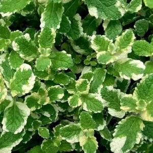 Pineapple Mint Live Plant, Variegated Herb, 4 Inch Pot, Indoor/Outdoor - Image 6