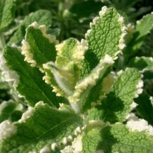 Pineapple Mint Live Plant, Variegated Herb, 4 Inch Pot, Indoor/Outdoor - Image 7