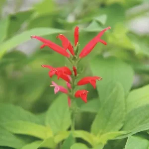 Pineapple Sage Live Plant, Salvia elegans, Fragrant Perennial, 4 Inch Pot - Image 2