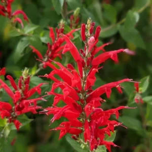 Pineapple Sage Live Plant, Salvia elegans, Fragrant Perennial, 4 Inch Pot - Image 3