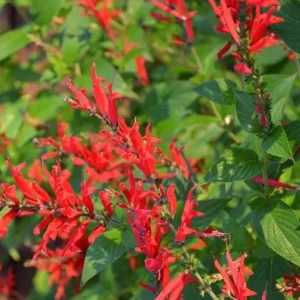 Pineapple Sage Live Plant, Salvia elegans, Fragrant Perennial, 4 Inch Pot - Image 4