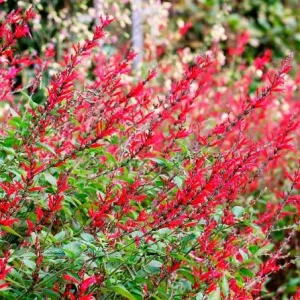 Pineapple Sage Live Plant, Salvia elegans, Fragrant Perennial, 4 Inch Pot - Image 5