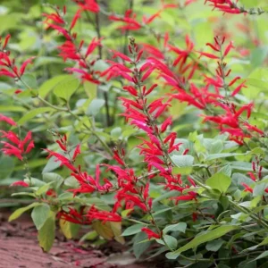 Pineapple Sage Live Plant, Salvia elegans, Fragrant Perennial, 4 Inch Pot - Image 6