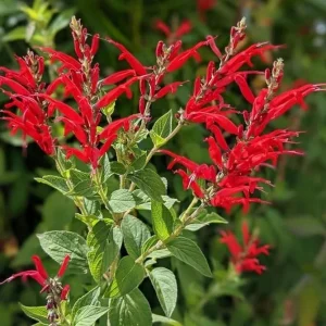 Pineapple Sage Live Plant, Salvia elegans, Fragrant Perennial, 4 Inch Pot - Image 7