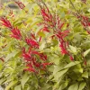 Pineapple Sage Live Plant, Salvia elegans, Fragrant Perennial, 4 Inch Pot - Image 1