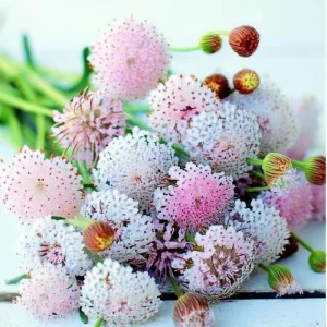 Pink Lace Flower Seeds - Didiscus Sweet-Scented Cut Flower, 50 Seeds - Image 3