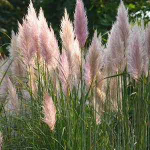 Pink Pampas Grass Seeds - 100 Count, Ornamental Plumes, Drought Tolerant - Image 2