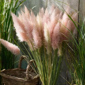 Pink Pampas Grass Seeds - 100 Count, Ornamental Plumes, Drought Tolerant - Image 3