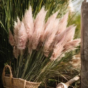 Pink Pampas Grass Seeds - 100 Count, Ornamental Plumes, Drought Tolerant - Image 4