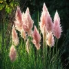 Pink Pampas Grass Seeds - 100 Count, Ornamental Plumes, Drought Tolerant - Image 1