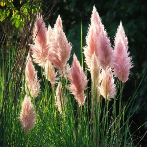 Pink Pampas Grass Seeds - 100 Count, Ornamental Plumes, Drought Tolerant - Image 1