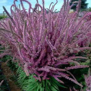 Pink Pokers Statice Seeds – Limonium Suworowii – 50 Seed Pack – Vibrant Dried Flower Blooms - Image 2