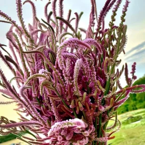 Pink Pokers Statice Seeds – Limonium Suworowii – 50 Seed Pack – Vibrant Dried Flower Blooms - Image 3