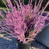 Pink Pokers Statice Seeds – Limonium Suworowii – 50 Seed Pack – Vibrant Dried Flower Blooms - Image 1